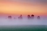 Trees In Dawn Mist_15037